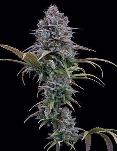 Grimm Glue Seeds (Brothers Grimm Seeds) 🌿 Heavy Yields