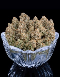 Grimm Glue Seeds (Brothers Grimm Seeds) 🌿 Heavy Yields 2