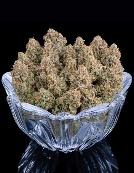 Grimm Glue Seeds (Brothers Grimm Seeds) 🌿 Heavy Yields