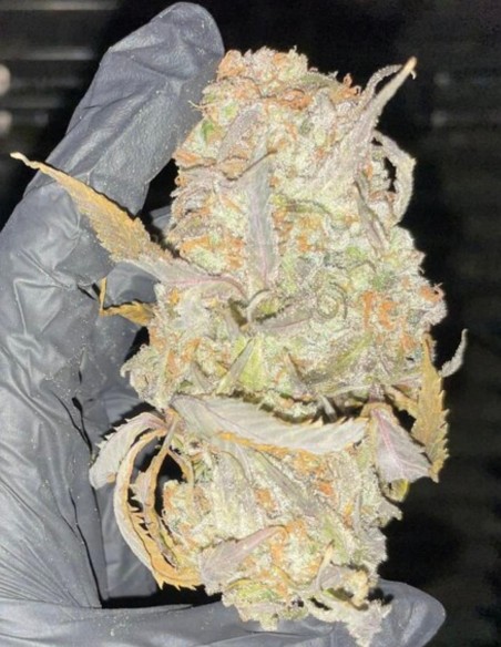 Grimm Glue Seeds (Brothers Grimm Seeds) 🌿 Heavy Yields