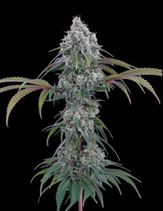 Ocifer Seeds (Brothers Grimm Seeds) 💥 Potenza alle stelle