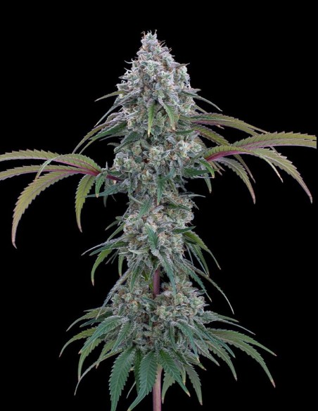 Ocifer Seeds (Brothers Grimm Seeds) 💥 Potenza alle stelle