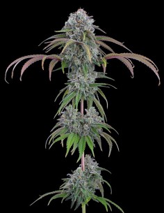Ocifer Seeds (Brothers Grimm Seeds) 💥 Potenza alle stelle 2