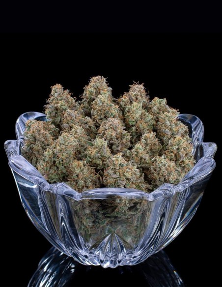 Ocifer Seeds (Brothers Grimm Seeds) 💥 Potenza alle stelle