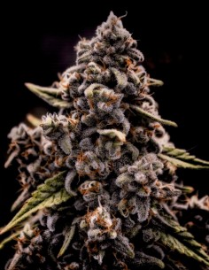Genius Juice Seeds (Brothers Grimm Seeds) 🌿 Alta resa