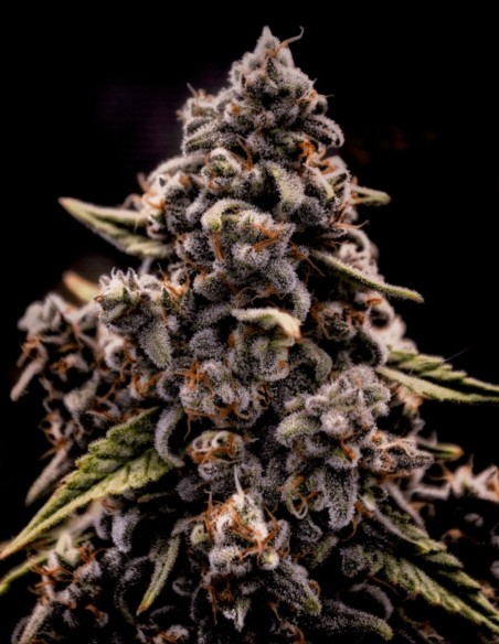 Genius Juice Seeds (Brothers Grimm Seeds) 🌿 Alta resa