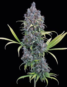 Semi Durban Thai x C99 (Brothers Grimm Seeds) 🚀 Creatività