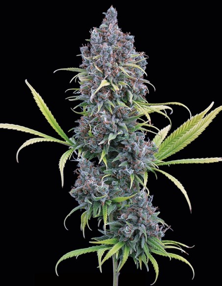 Semillas Durban Thai x C99 (Brothers Grimm Seeds) 🚀 Creatividad