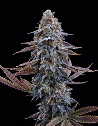 G13 Genius Seeds (Brothers Grimm Seeds) 🌿 Potente
