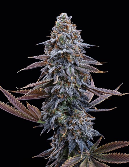 G13 Genius Seeds (Brothers Grimm Seeds) 🌿 Potente