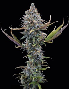 Semi Apollo (Brothers Grimm Seeds) 🍊 Dolce agrumato