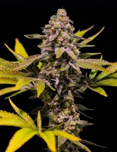 Semillas regulares Cinderella 99 (Brothers Grimm Seeds) 🍒 Afrutada