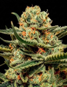 Semi Killer Queen (Brothers Grimm Seeds) 🌿 Resinosa