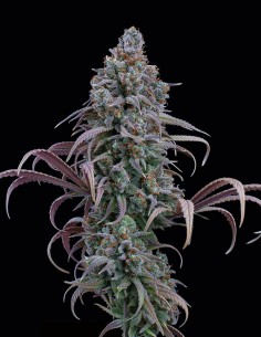 Rosetta Stone Seeds (Brothers Grimm Seeds) 🌿 Raccolti abbondanti