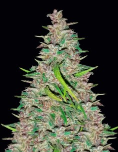 Destroyer Seeds (Cannabiogen Seeds) 🌿 Sativa pura