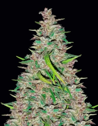 Destroyer Seeds (Cannabiogen Seeds) 🌿 Sativa pura
