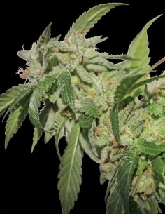 Buddha Tahoe Seeds (Big Buddha Seeds) 💥 Potente Kush