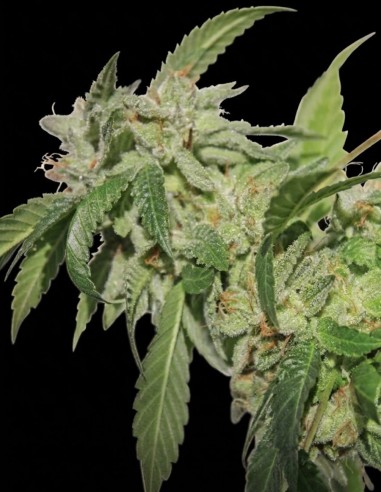 Buddha Tahoe Seeds (Big Buddha Seeds) 💥 Potente Kush