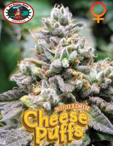 Cheese Puffs von Big Buddha Seeds Hanfsamen | Oaseeds