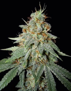 Buddhalato (Big Buddha Seeds) Feminized Seeds | On Sale!