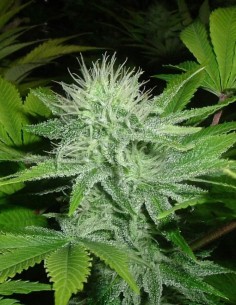 Chiesel Samen (Big Buddha Seeds) ⚡ Sativa-Energie