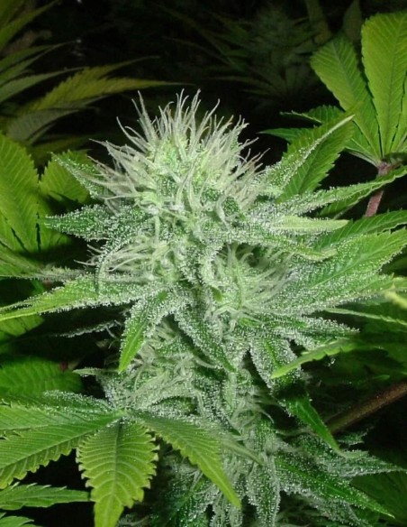 Chiesel Samen (Big Buddha Seeds) ⚡ Sativa-Energie