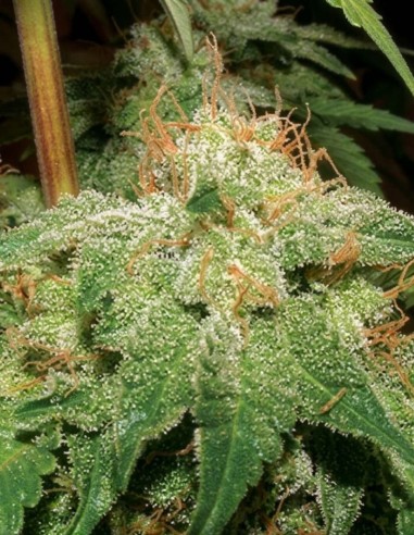 Semillas G-Bomb (Big Buddha Seeds) 💣 Índica potente