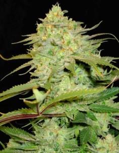 Silver Cheese Samen (Big Buddha Seeds) 🧀 Belebender Stone