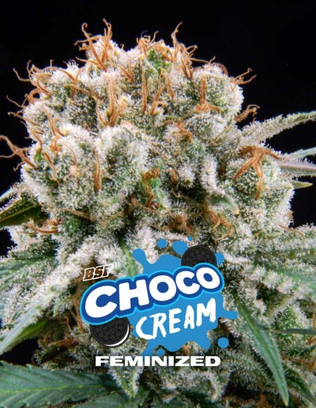 Semi Choco Cream (BSF Seeds) 🍫 Fino al 30% di THC