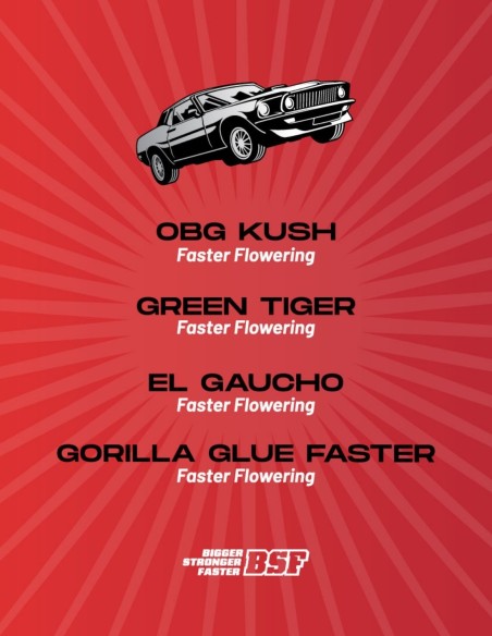 Semi Faster And Furious Mix (BSF Seeds) ⚡ Fino al 28% di THC