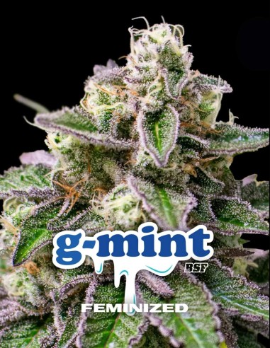 Semi G-mint (BSF Seeds) 🌿 THC elevato e resina abbondante