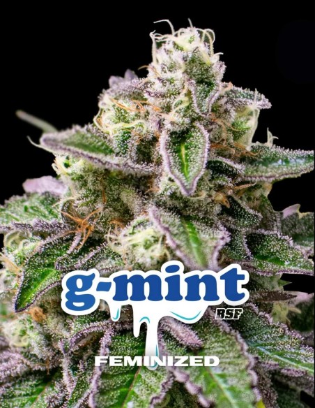 Semi G-mint (BSF Seeds) 🌿 THC elevato e resina abbondante