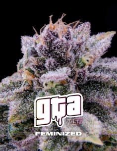 GTA Seeds (BSF Seeds) 💥 28–30% di THC e abbondante produzione di resina