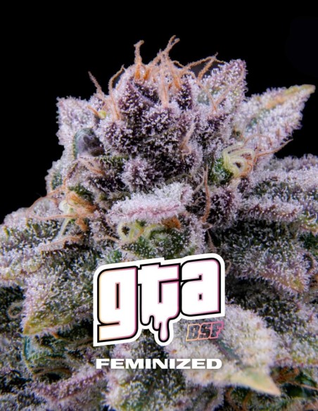 GTA Seeds (BSF Seeds) 💥 28–30% di THC e abbondante produzione di resina