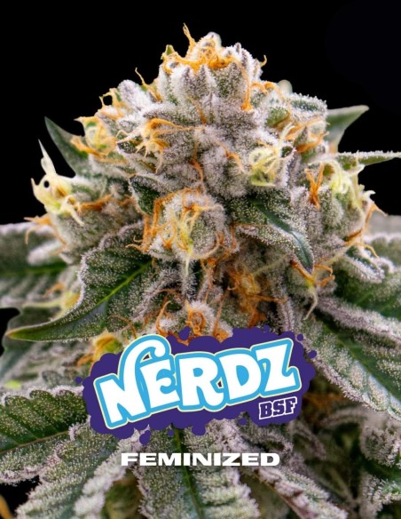Nerdz Seeds (BSF Seeds) 🍭 Dolce e ad alto contenuto di THC