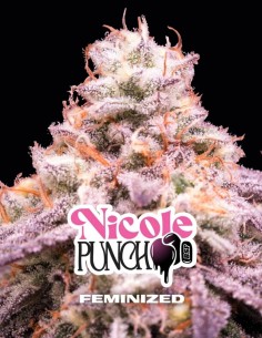 Nicole Punch Seeds (BSF Seeds) 🥊 Fino al 30% di THC