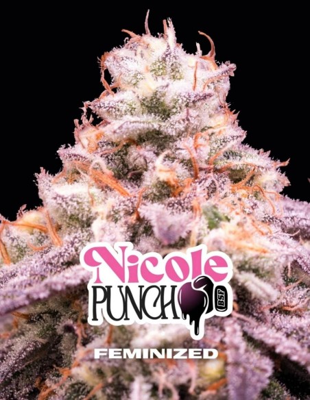 Nicole Punch Seeds (BSF Seeds) 🥊 Fino al 30% di THC