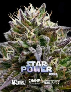 Star Power Seeds (BSF Seeds) 💫 Tropicale e alto contenuto di THC
