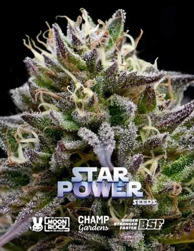 Star Power Seeds (BSF Seeds) 💫 Tropicale e alto contenuto di THC