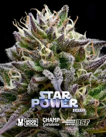 Star Power Seeds (BSF Seeds) 💫 Tropicale e alto contenuto di THC