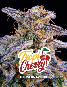 Semi TropiCherry (BSF Seeds) 🍒 Fino al 28% di THC