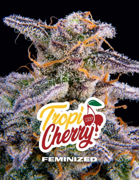 Semi TropiCherry (BSF Seeds) 🍒 Fino al 28% di THC