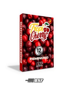 Semi TropiCherry (BSF Seeds) 🍒 Fino al 28% di THC 2