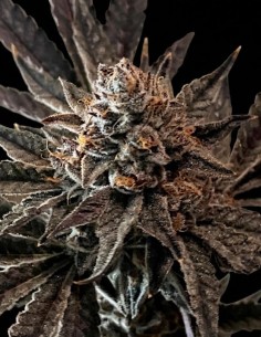 ChocoGas Samen (Medical Seeds) 🍫 Starke Harzproduktion