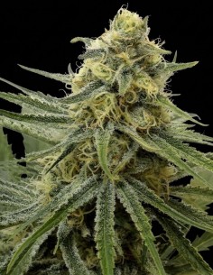 Juicy Dreams Regular Seeds (Crockett Family Farms) 🌜 Relaxing