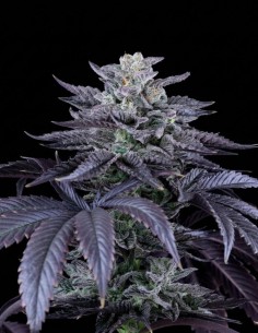 Loco Berry Regular Seeds (Crockett Family Farms) 💥 High THC