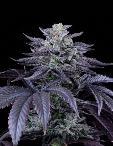 Loco Berry Regular Seeds (Crockett Family Farms) 💥 High THC