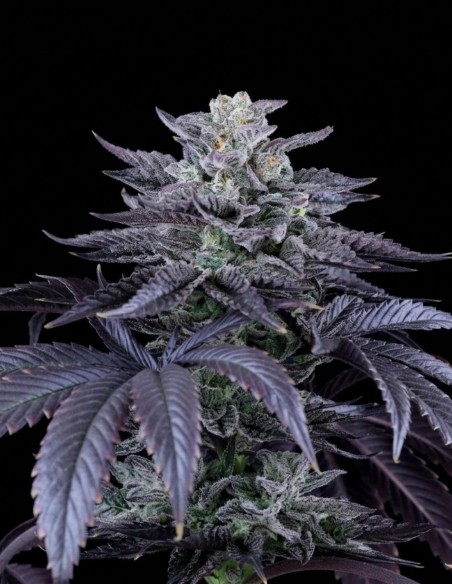 Loco Berry Regular Seeds (Crockett Family Farms) 💥 High THC