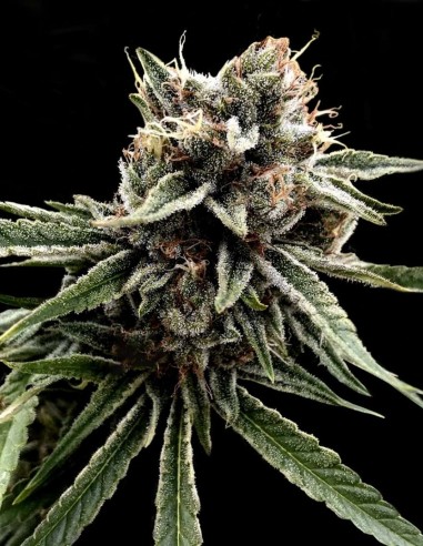 Sour Strawberries (Crockett Family Farms) Regular Seeds