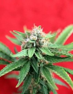 Guayaka (Reggae Seeds) Regular Cannabis Seeds | On Sale!